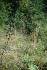 Phleum montanum