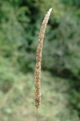 Phleum montanum