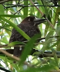 Malacoptila mystacalis