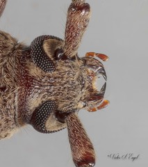 Elaphidion linsleyi
