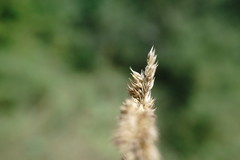 Phleum montanum