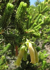 Erica brachialis