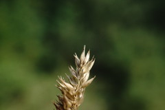 Phleum montanum