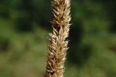 Phleum montanum