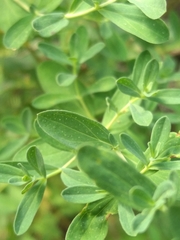 Hypericum perforatum perforatum