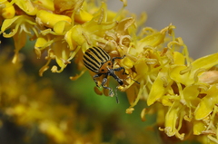 Anchylorhynchus tremolerasi