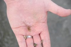 Crangon septemspinosa