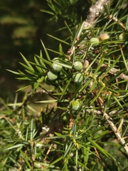 Juniperus communis communis