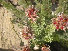 Paranomus roodebergensis