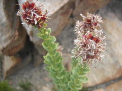 Paranomus roodebergensis