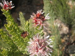 Paranomus roodebergensis