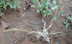 Tragus berteronianus