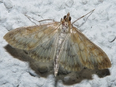 Paratalanta pandalis