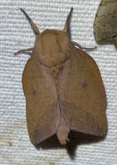 Adeloneivaia subangulata