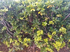 Pittosporaceae