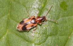 Notoxus monoceros