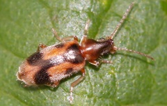 Notoxus monoceros