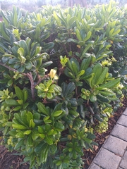 Pittosporaceae