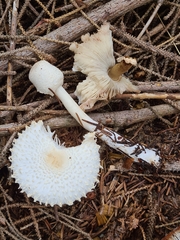 Leucoagaricus nympharum