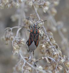 Spilostethus lemniscatus
