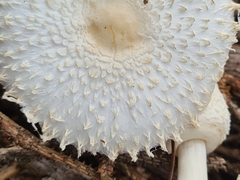 Leucoagaricus nympharum