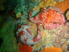 Chorisochismus dentex