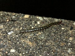 Scolopendra japonica