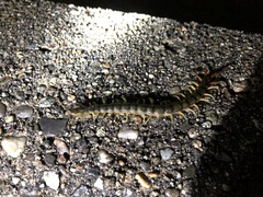 Scolopendra japonica