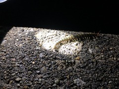 Scolopendra japonica
