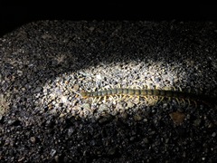 Scolopendra japonica