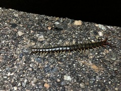 Scolopendra japonica