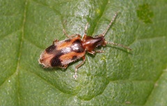 Notoxus monoceros