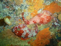 Chorisochismus dentex