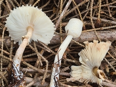 Leucoagaricus nympharum