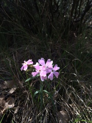 Phlox amabilis