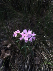 Phlox amabilis