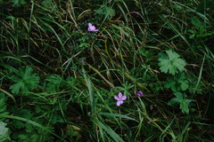 Geranium asphodeloides