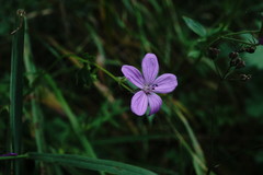 Geranium asphodeloides