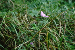 Geranium asphodeloides