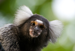 Callithrix jacchus