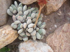 Crassula tecta