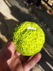 Maclura pomifera