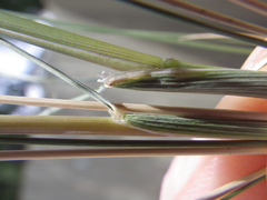 Hesperostipa comata comata