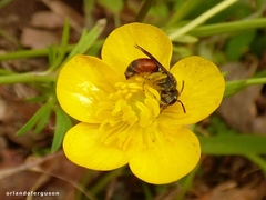 Andrena labiata