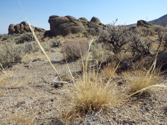 Hesperostipa comata comata