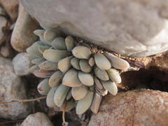 Crassula tecta
