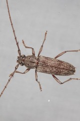 Elaphidion linsleyi
