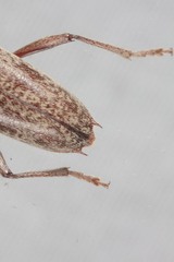 Elaphidion linsleyi