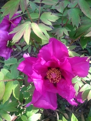 Magnoliopsida