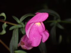 Antirrhinum majus